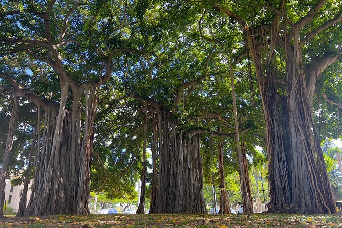 Banyan Trees