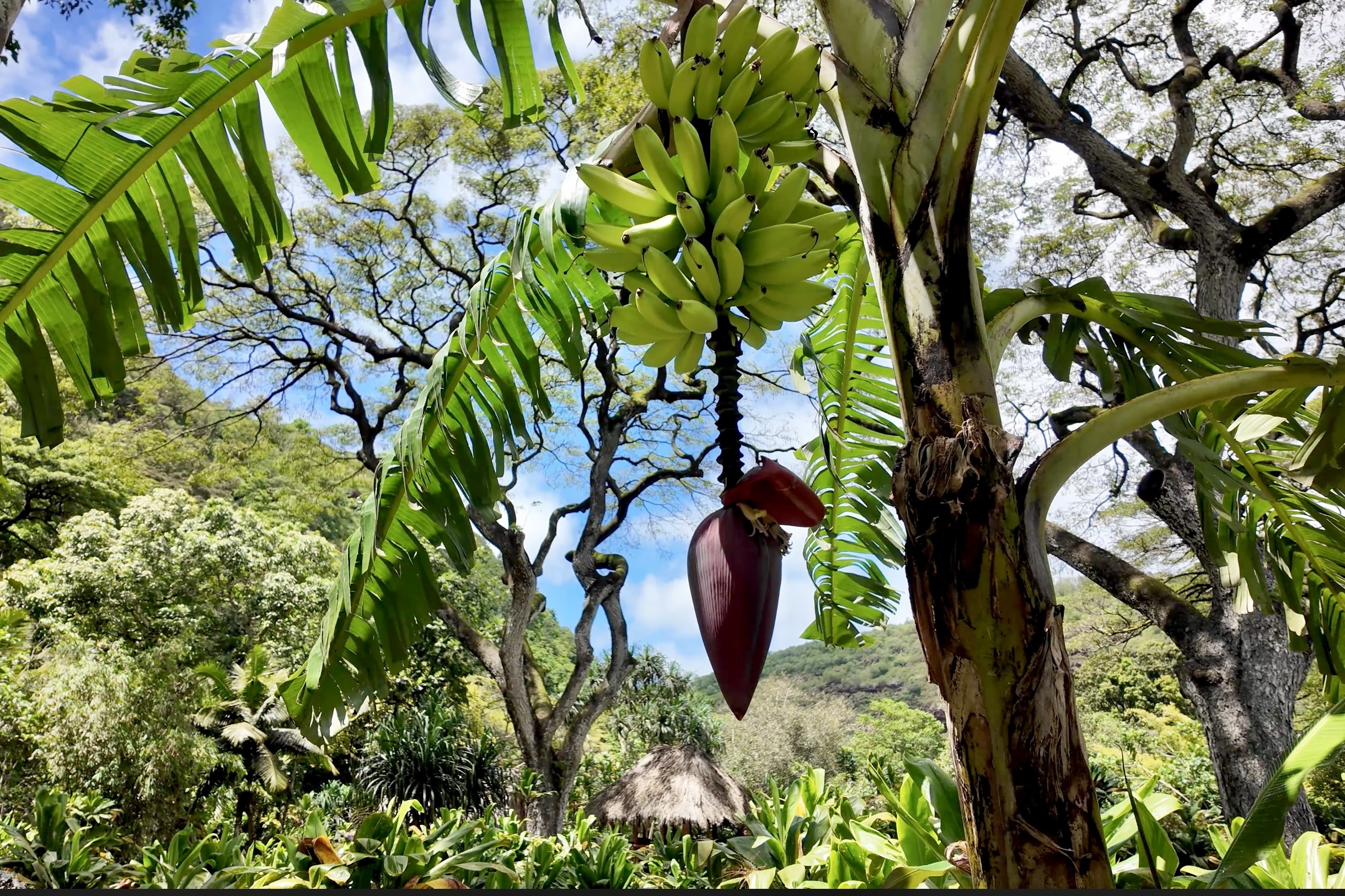 Banana Trees