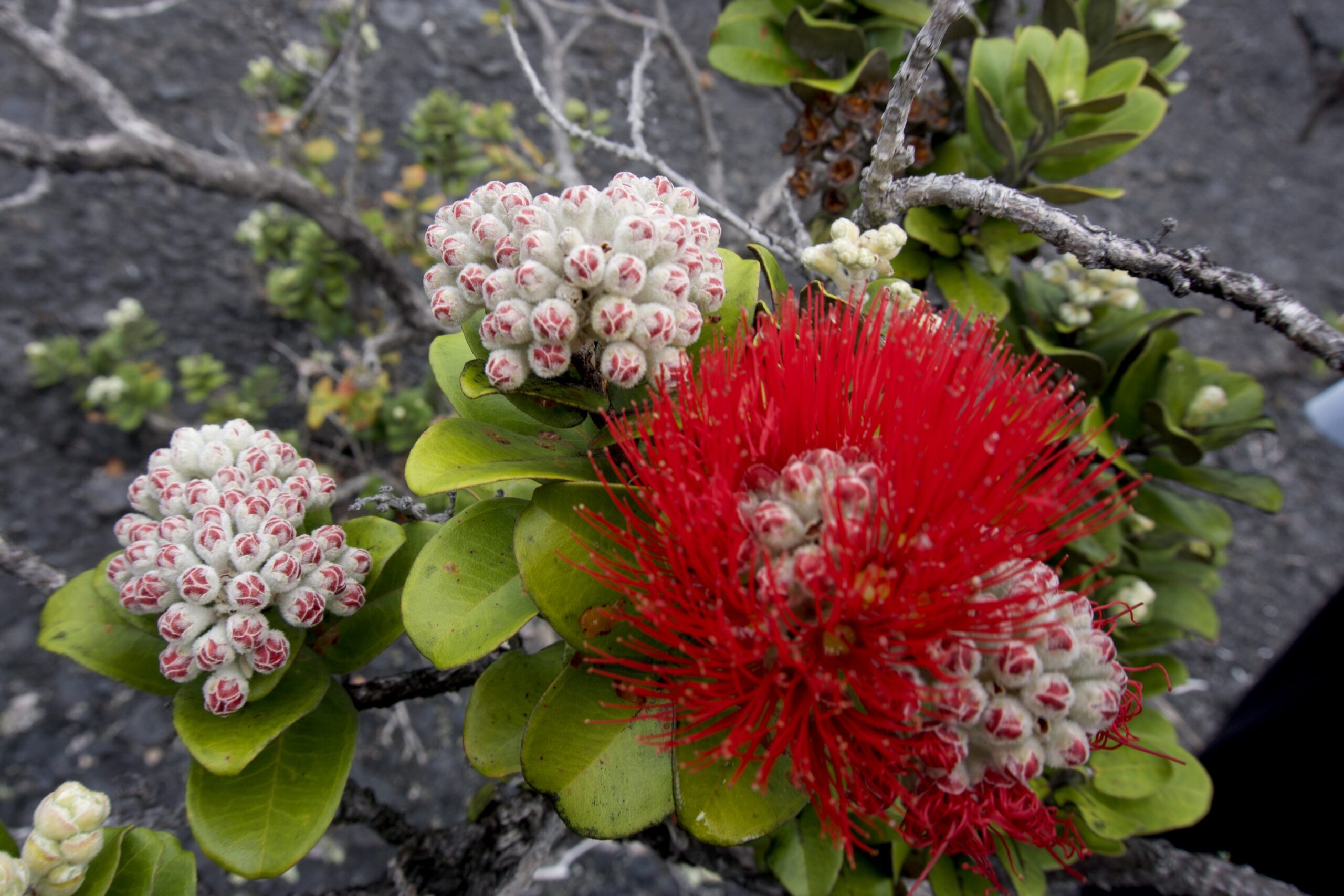 Lehua