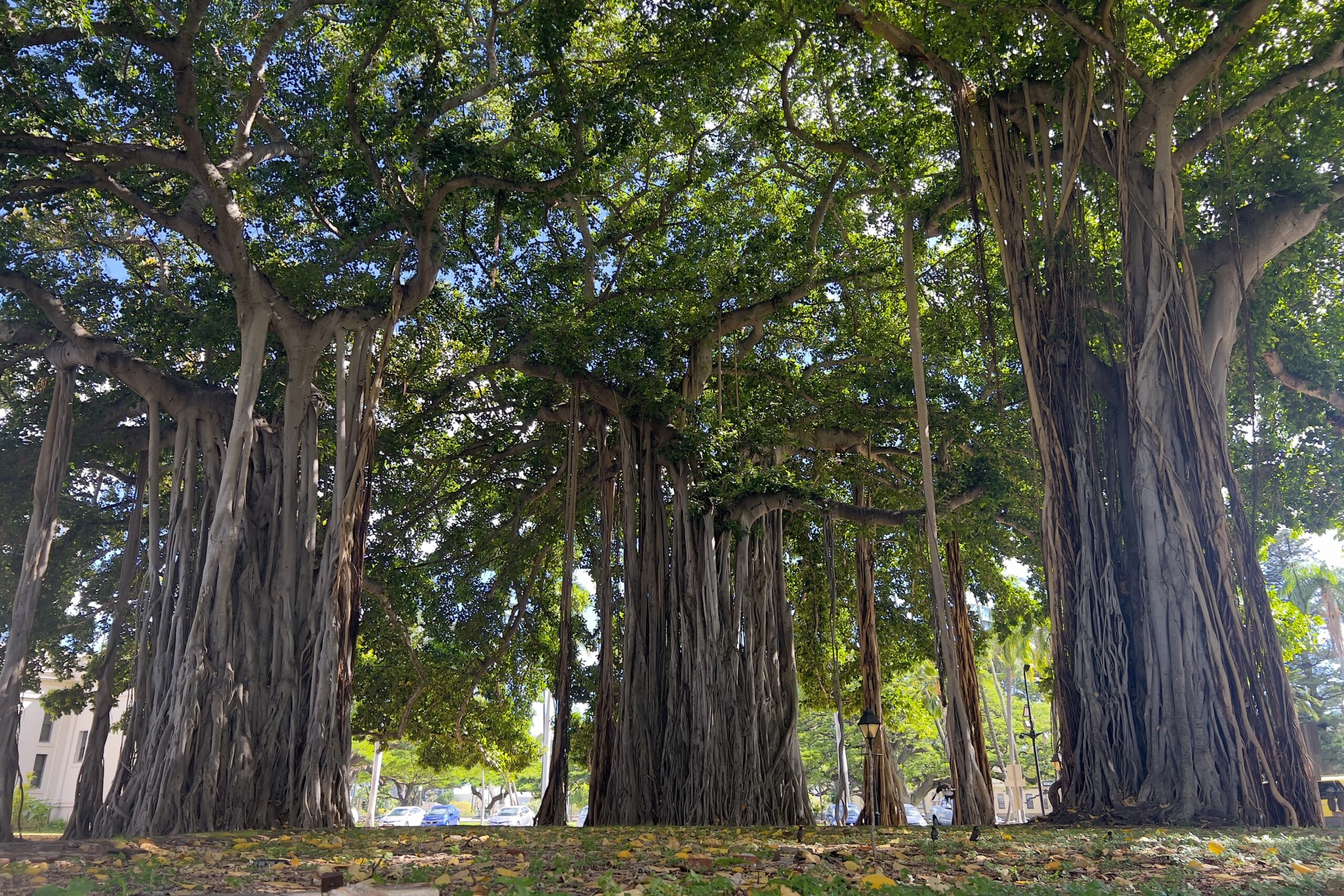 Banyan Tree