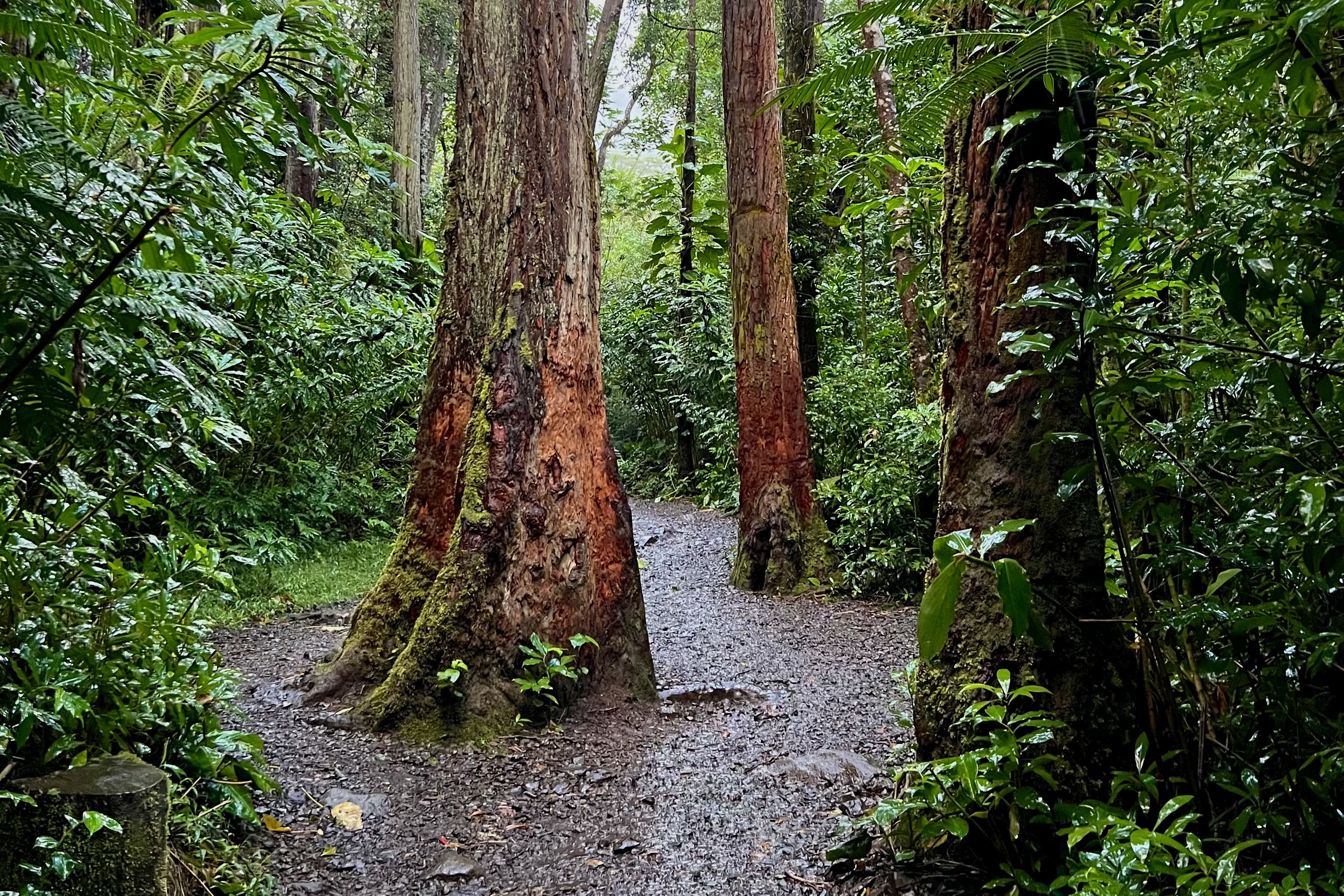 Manoa trail