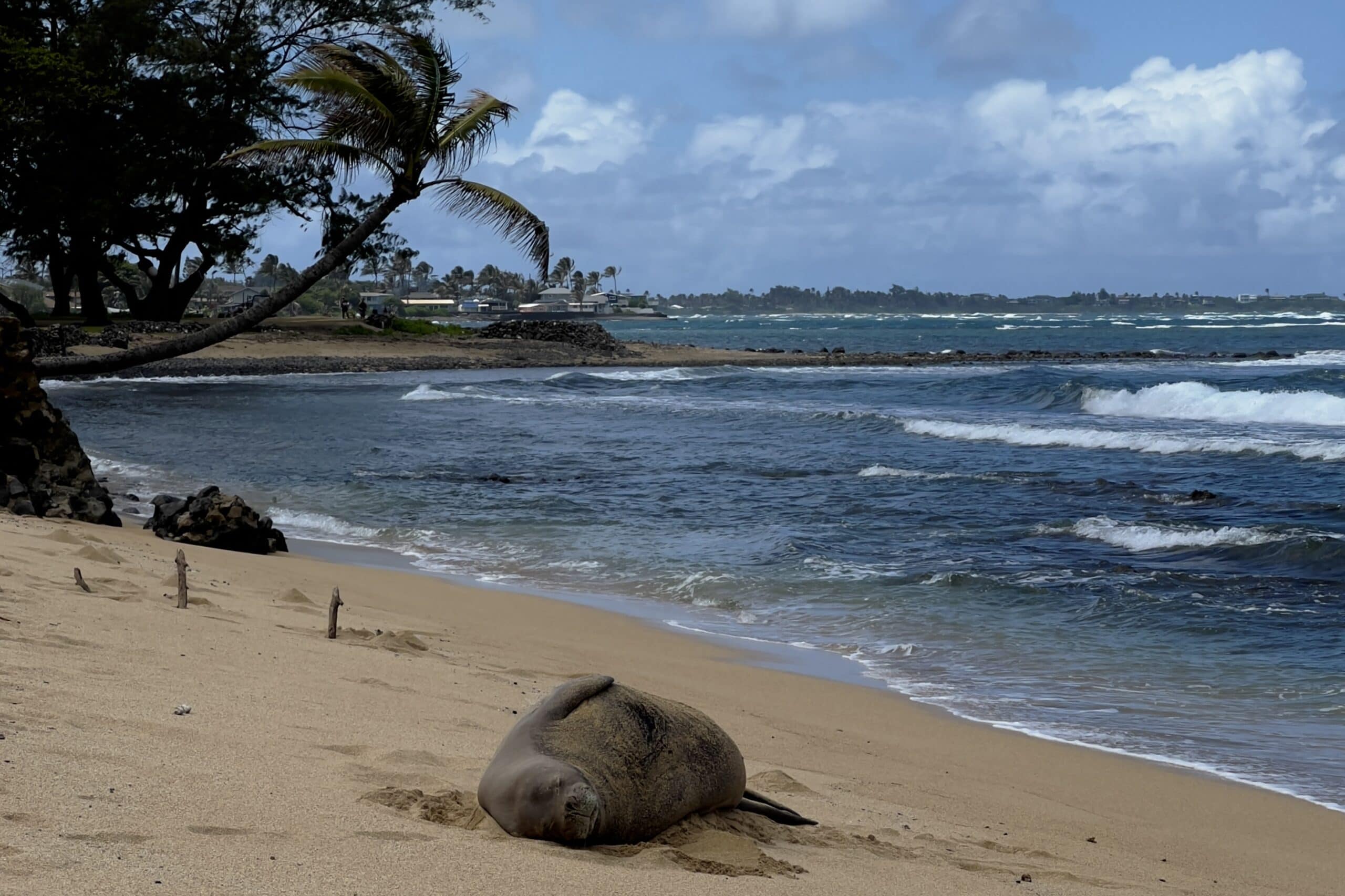 Monk Seal